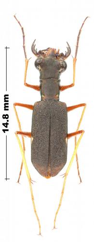 Odontocheila rufipes